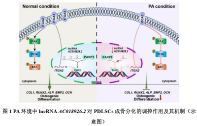 体外高脂环境（棕榈酸BSA）（棕榈酸溶液）对牙周膜干细胞（PDLSCs）影响研究