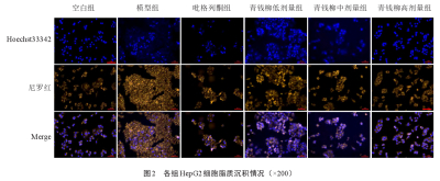 人源肝癌细胞HepG2细胞脂质沉积模型的建立及其脂质代谢研究