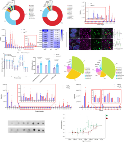 Nature Communications（2024/IF=14.7）：LBP调控（HepG2细胞、小鼠原代肝细胞）氧化应激下脂滴稳态并诱导脂肪肝机制研究