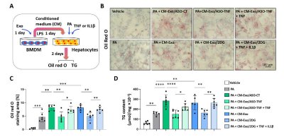 Redox Biology（IF/10.7）：棕榈酸诱导AML12肝细胞脂质堆积模拟NASH脂毒性微环境